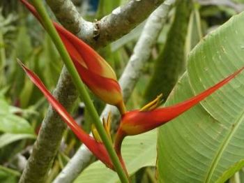 Exotische Blüten gibt es überall auf der Insel