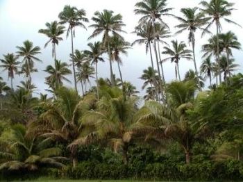 Palmen gibt es überall auf der Insel