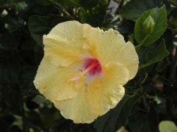 Gelber Hibiscus