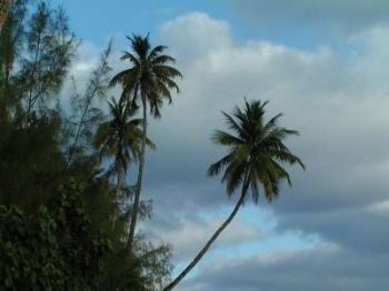 Kokospalmen können ganz schön hoch sein!