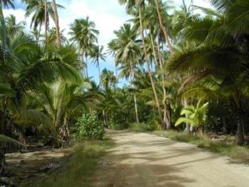 Straße durch den Palmenwald